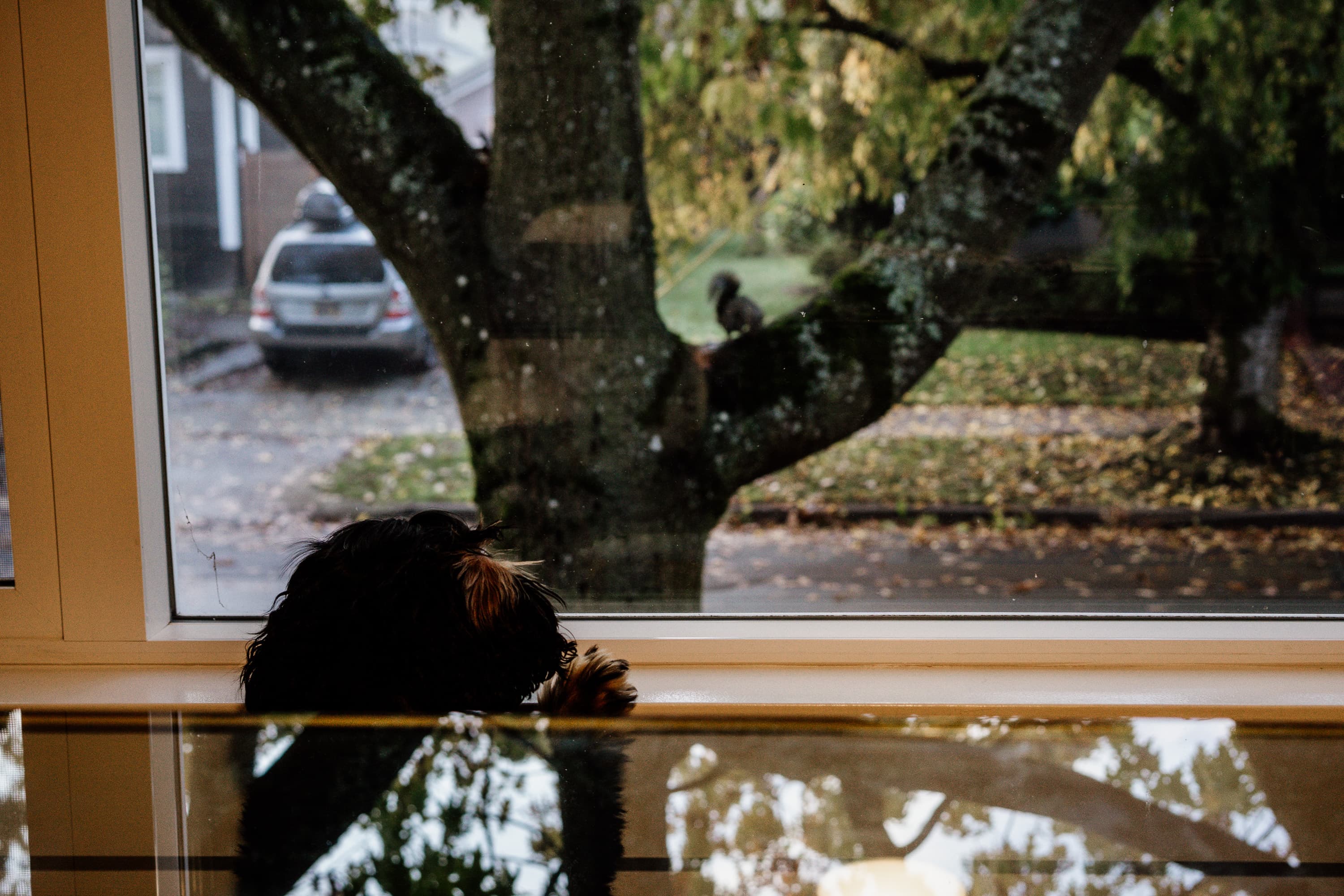 A small black-and-tan spaniel resting its chin on a windowsill, watching a wet autumn garden — a squirrel on a mossy branch, fallen leaves, a car on the driveway beyond