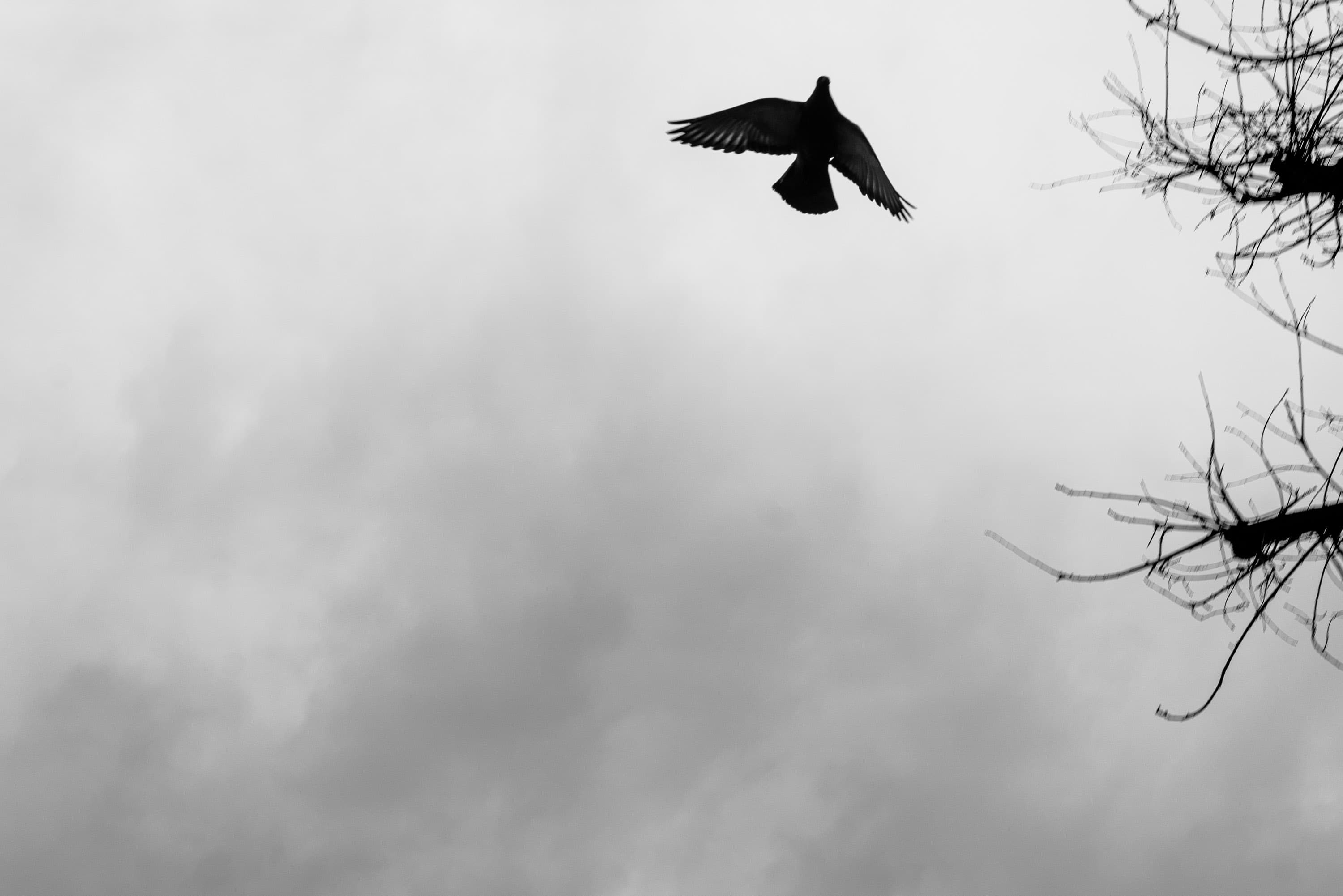 A lone pigeon in flight, silhouetted against a flat grey sky beside bare branches