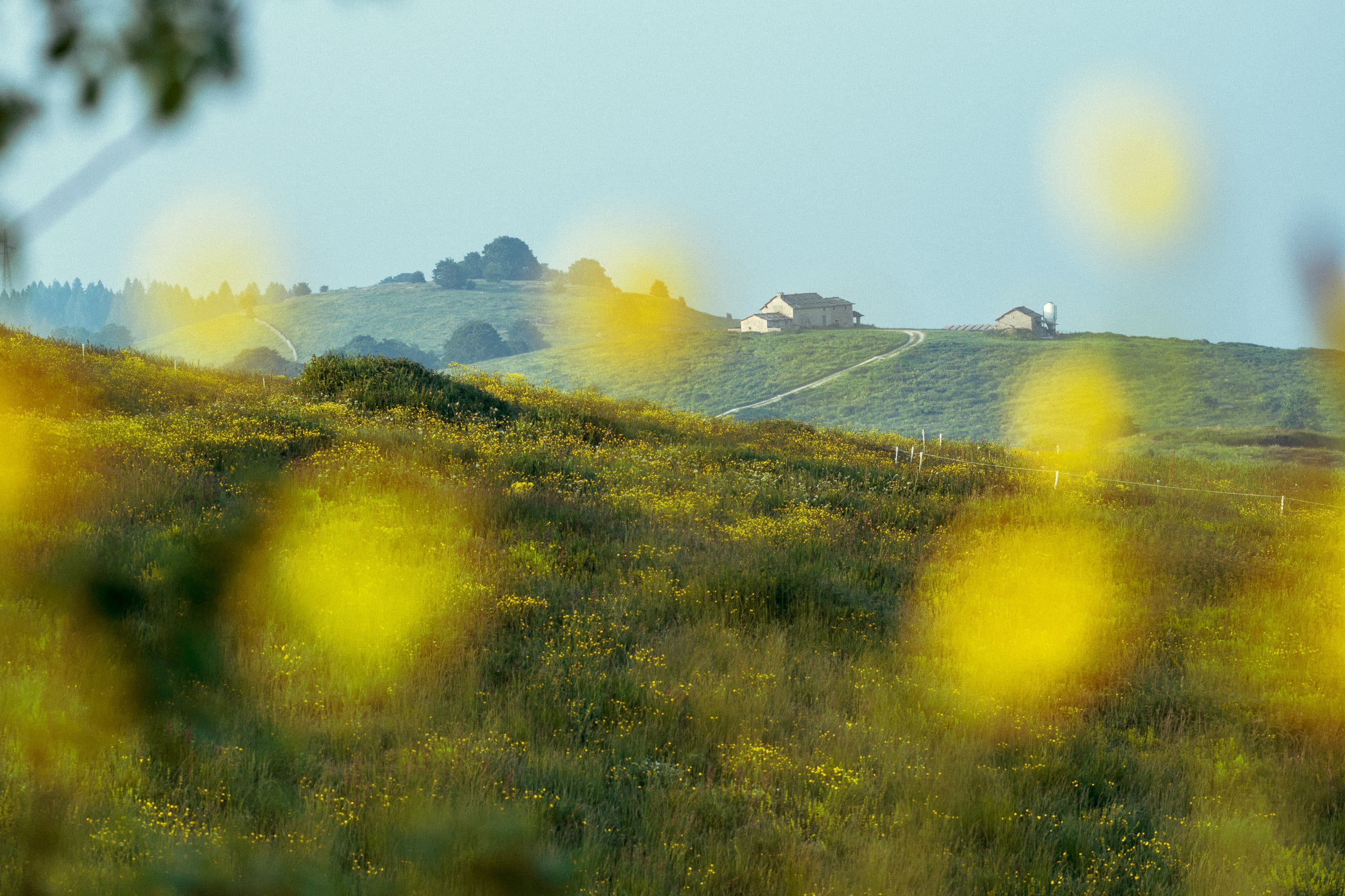 Italian countryside at dusk, with soft yellow wildflowers blurred in the foreground and a farmhouse on a distant ridge