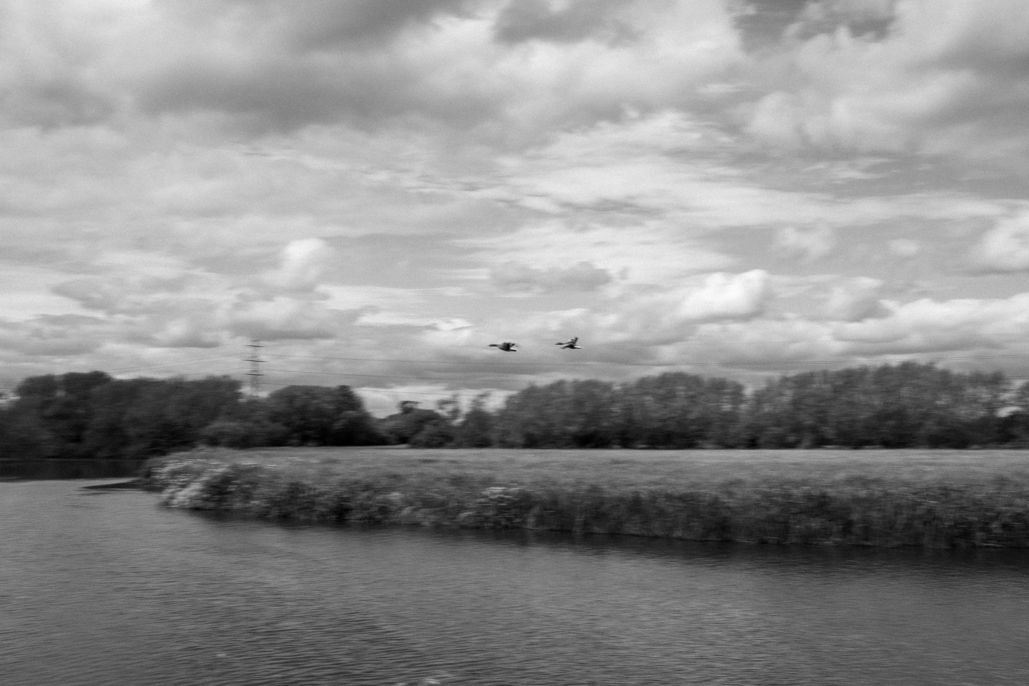 Two birds in flight over a river, side by side against a sky of broken cloud, a reed bank and a line of trees below, in black and white