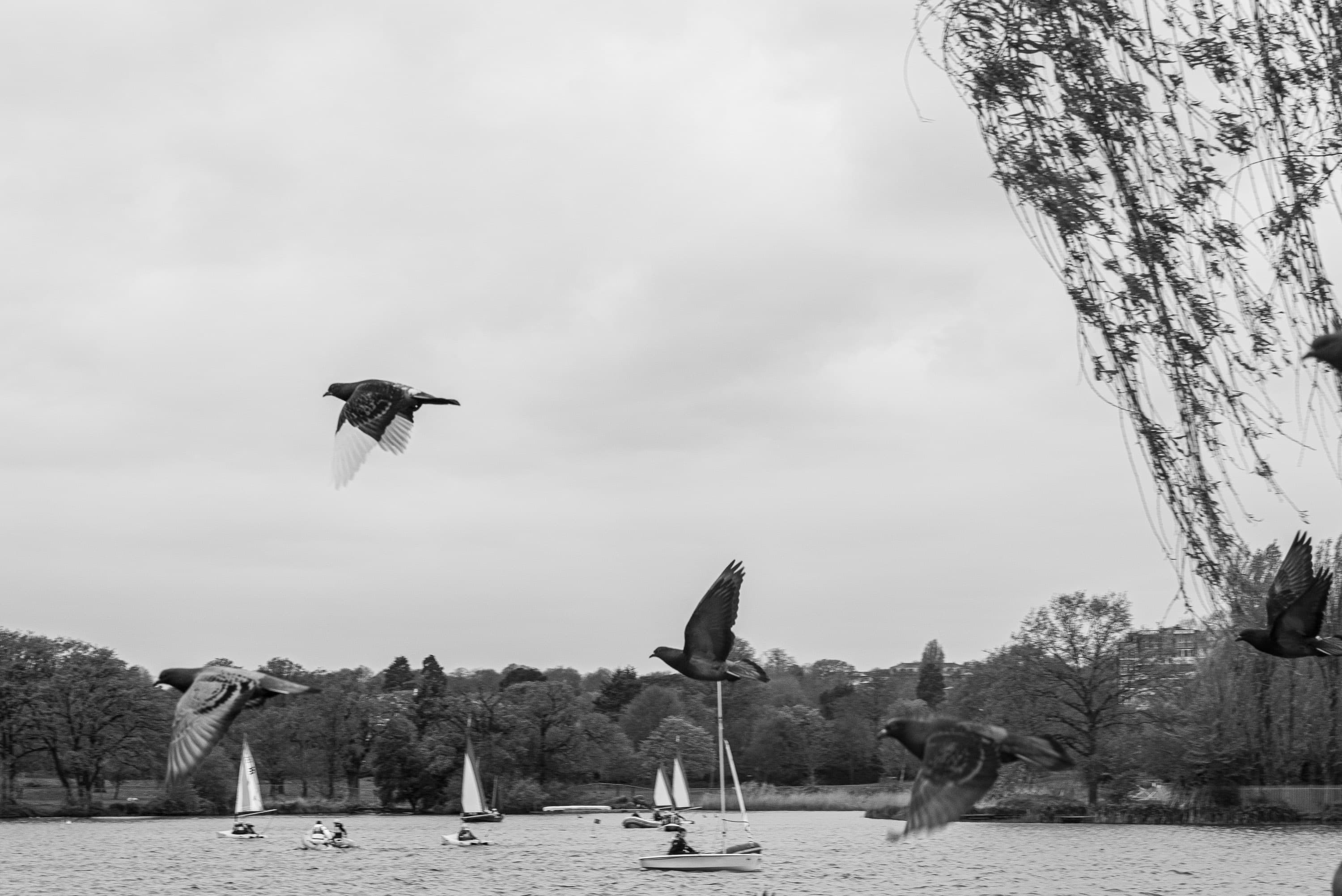 A flock of pigeons taking flight over a boating lake, sailing dinghies below and a willow overhead