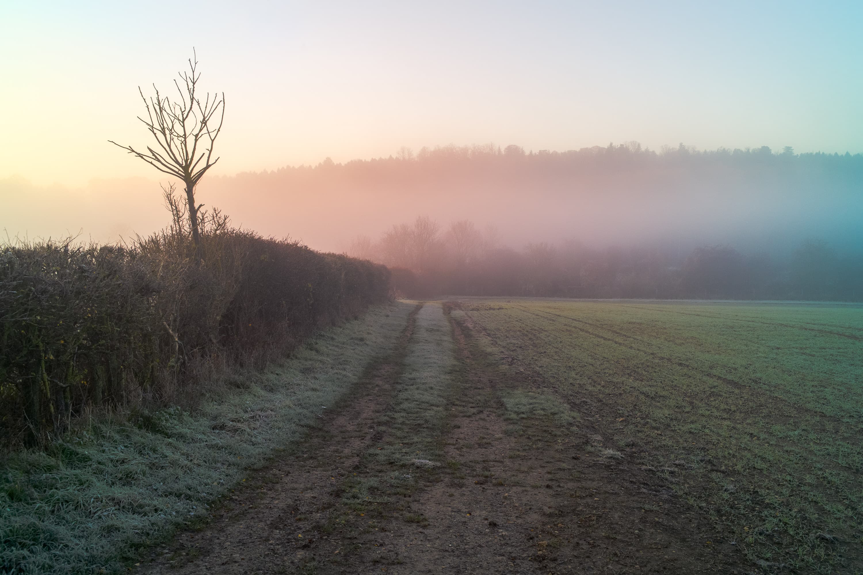 A cart track into a farmer's field, captured by the Pixii Max camera.
