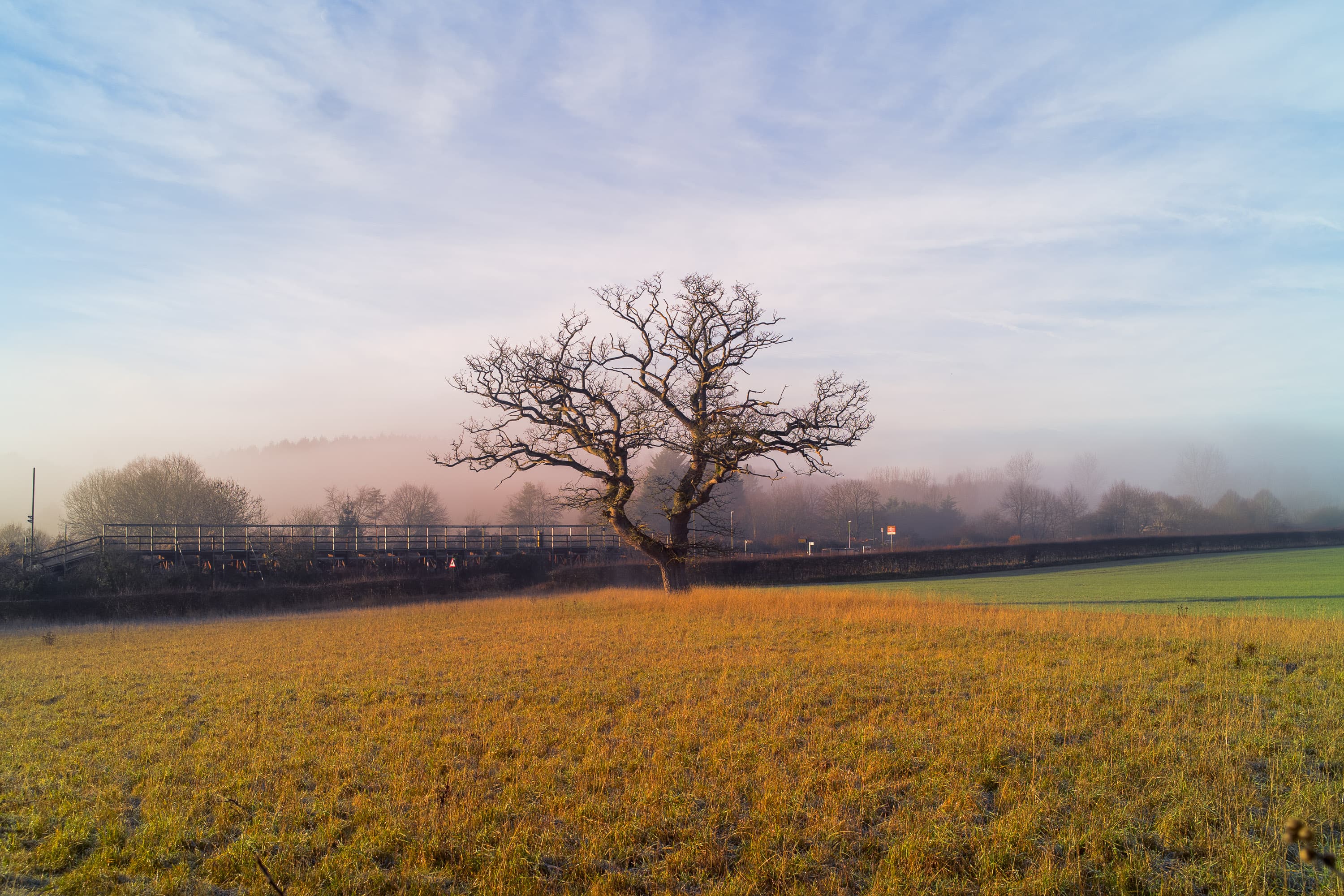 A solitary tree near Combe train station, captured by the Pixii Max camera.