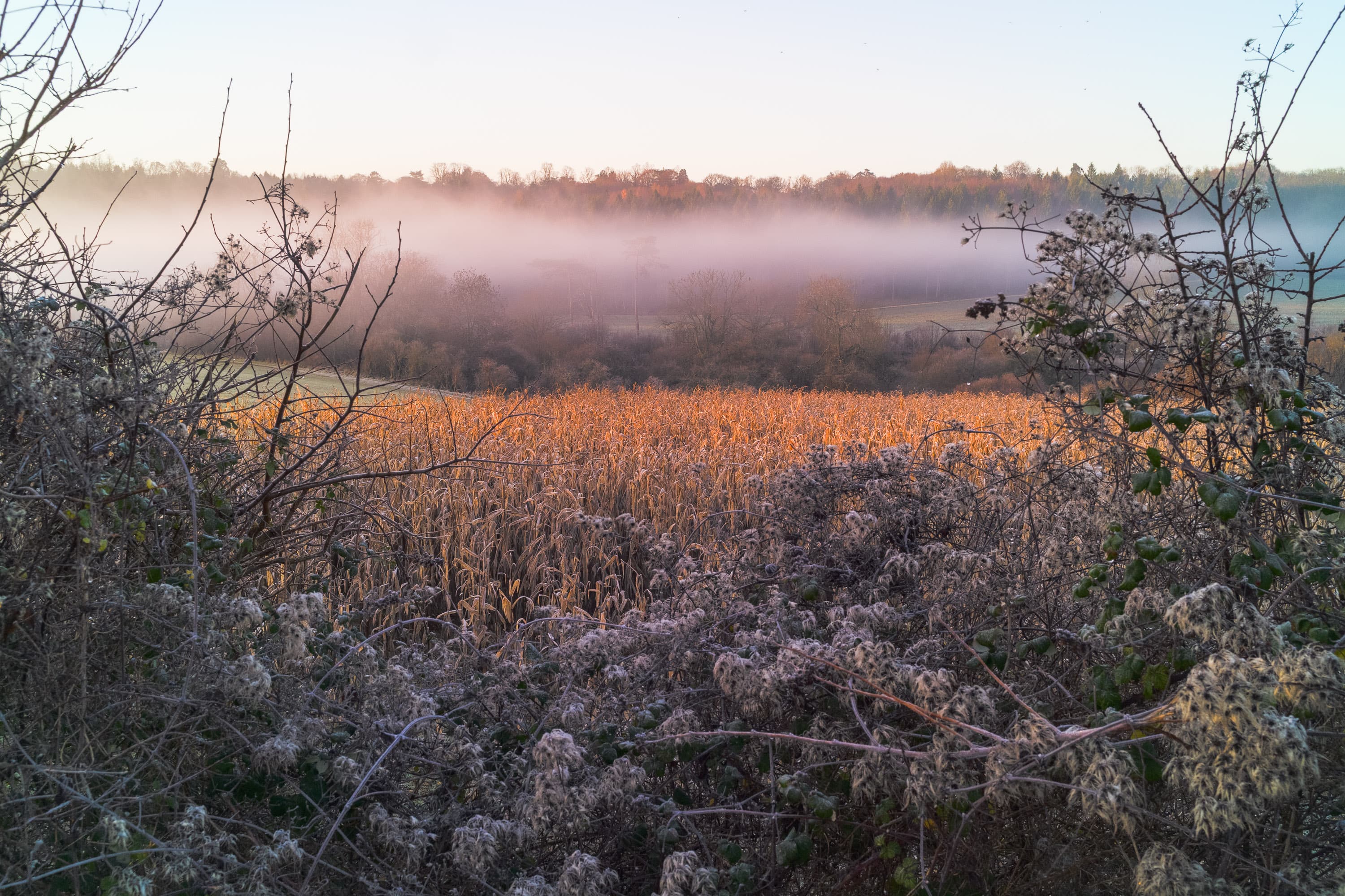 A busy scene fore and aft as a line of freezing fog hangs over hillside woods, photographed by the Pixii Max camera.