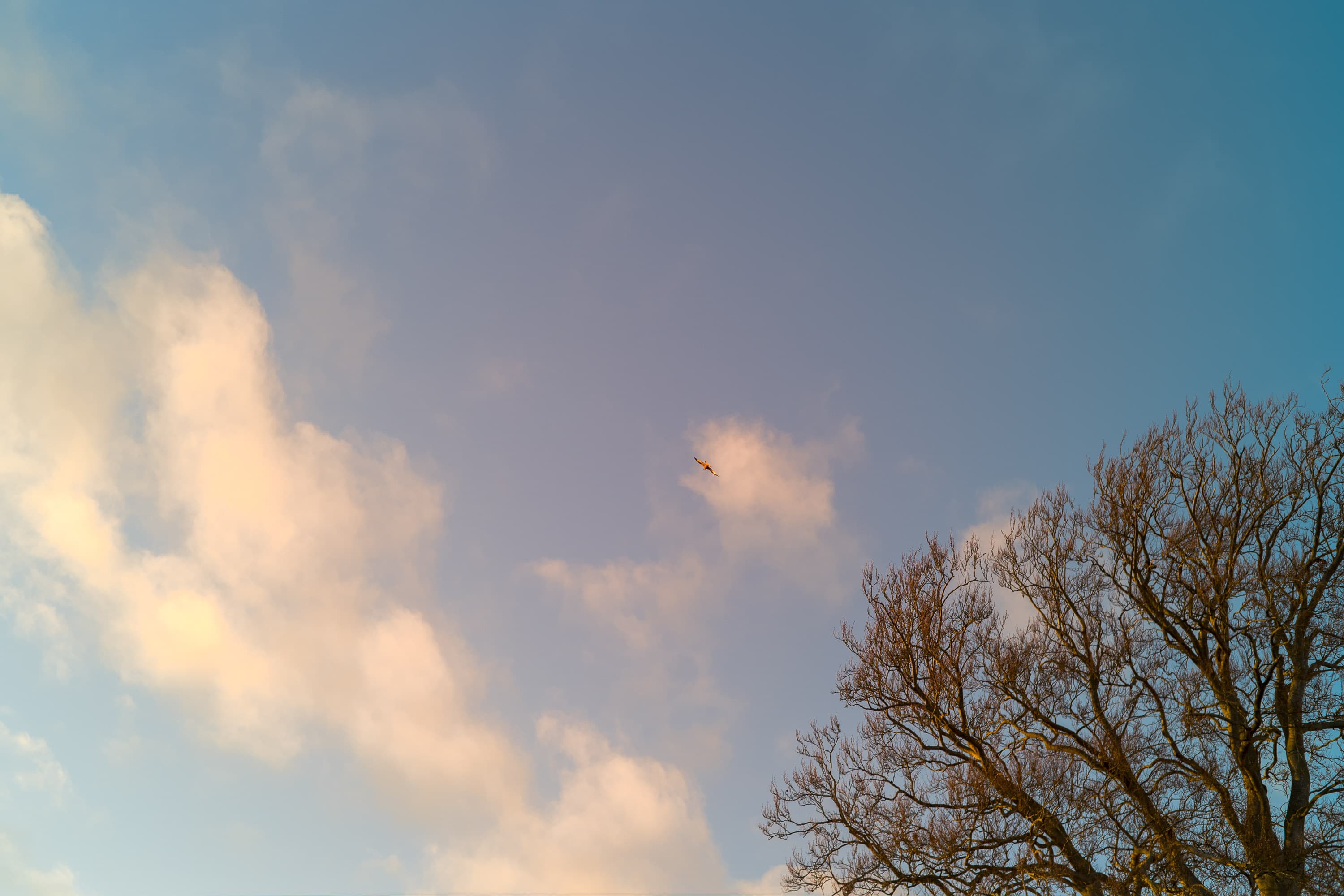 An Oxfordshire red kite captured by the Pixii Max camera, complete with a Voigtlander Nokton Classic 1.4 40mm lens.