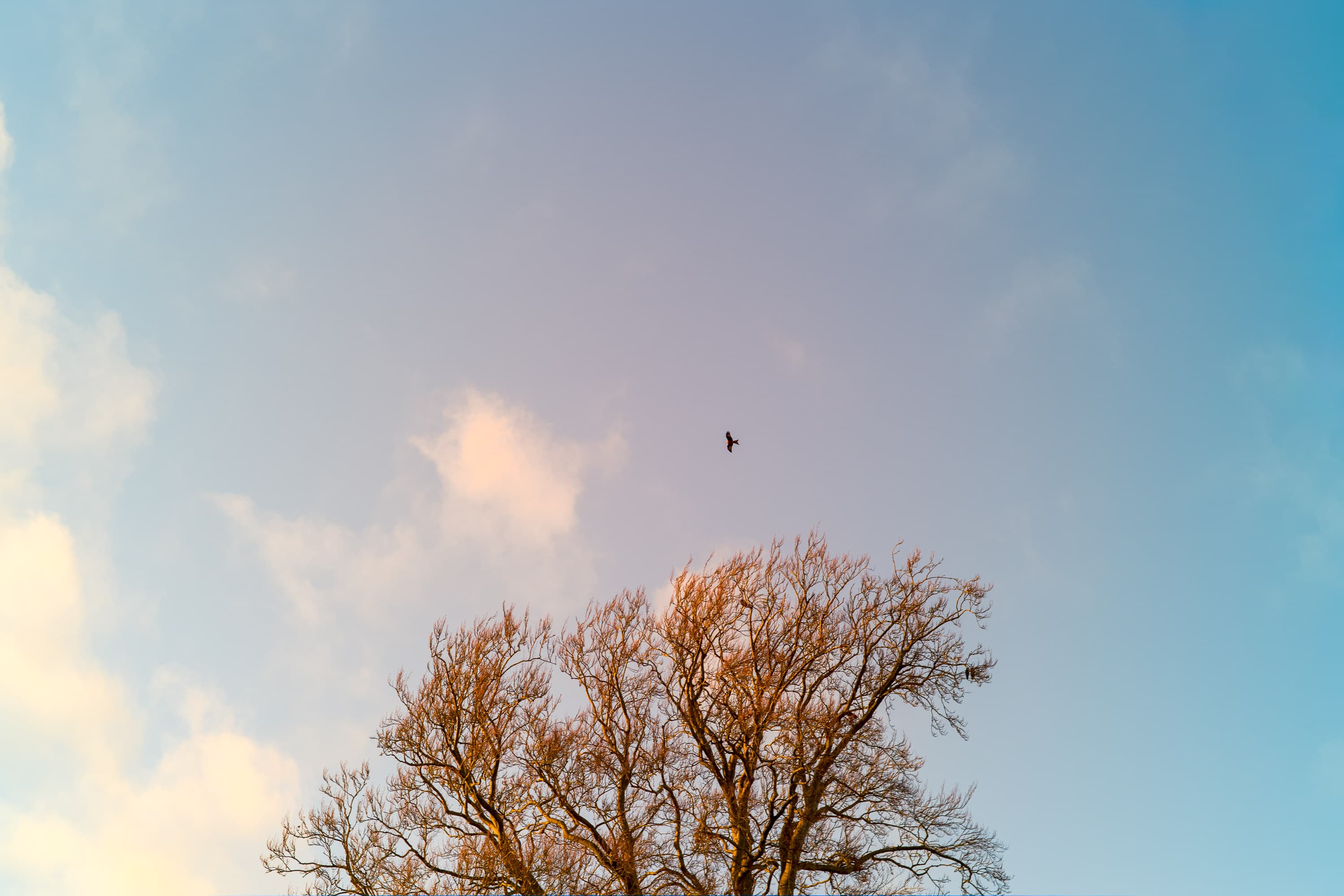An Oxfordshire red kite caught by the Pixii Max camera, fitted with a Voigtlander Nokton Classic 40mm lens.